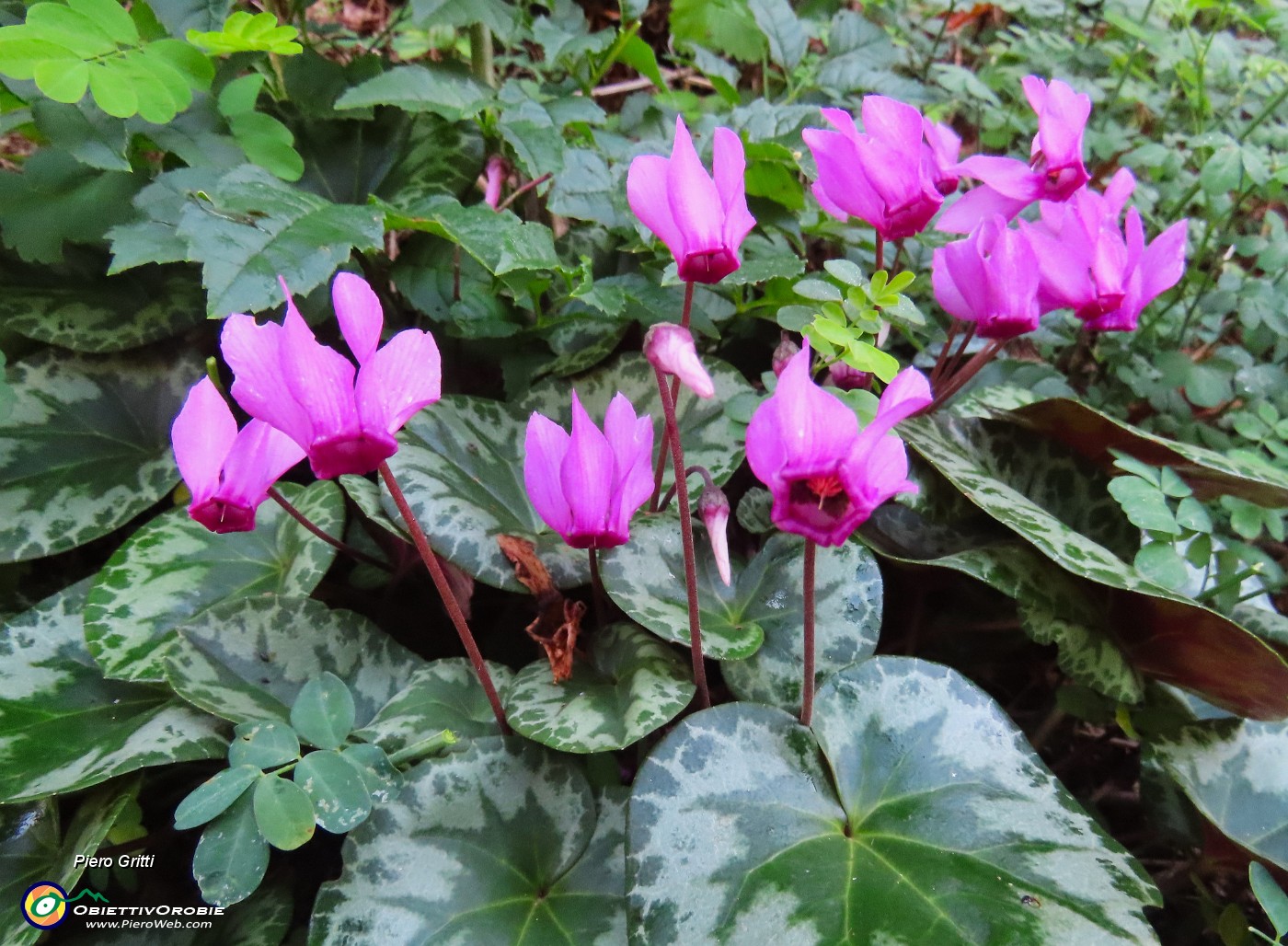 25 Cyclamen-Ciclamini.JPG